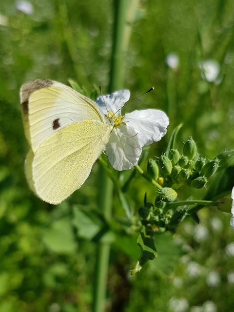 Der kleine Kohlweißling nascht genüsslich an den letzten Blüten.  | Foto: Johannes Kreuzer 