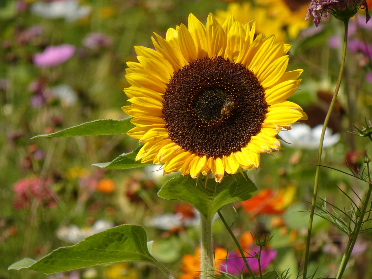 Noch Bluhen Sonnenblumen Daher Noch Futter Fur Die Bienen