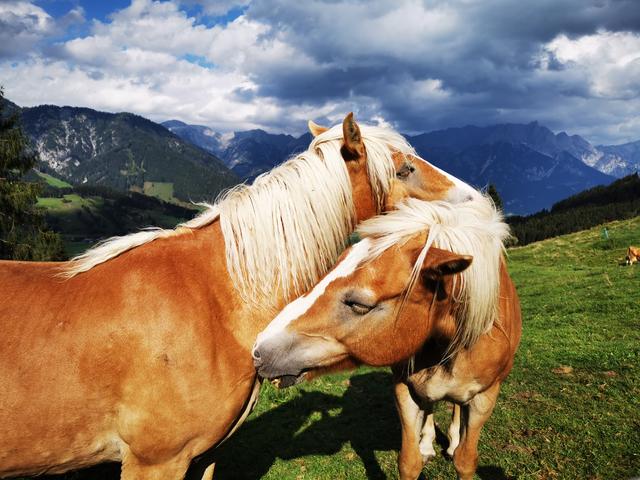 Haflinger