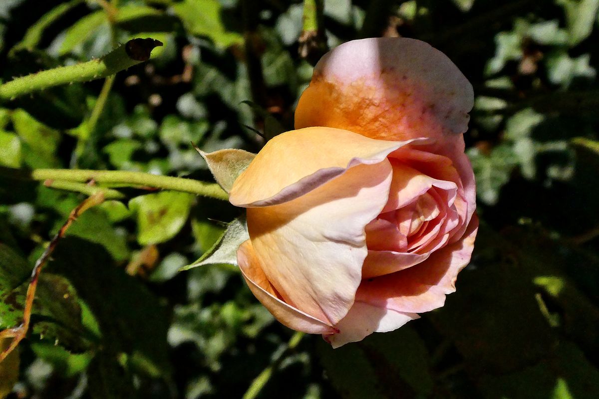 Grad Die Spaten Rosen Bluhen Oft Am Schonsten