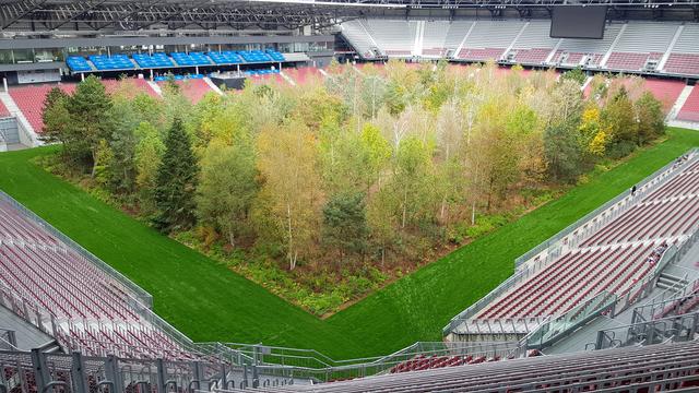 Auch im Wald im Wörthersee-Stadion hat der Herbst Einzug gehalten.  | Foto: Johannes Kreuzer 