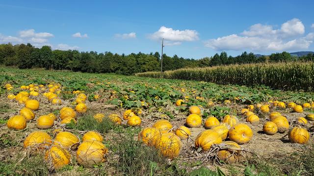 Die Kürbisse im Lavanttal sind bereit für die Ernte. | Foto: Johannes Kreuzer 