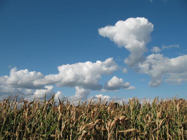 Maisfeld in Norddeutschland