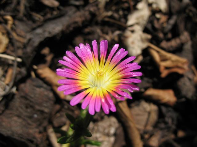 Mittagsblume