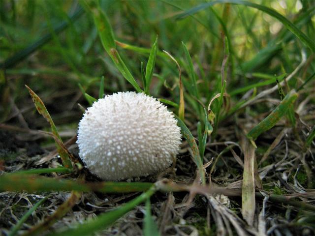 "Schwammerl" im Garten