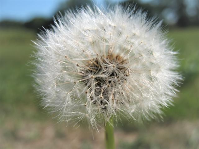 "Pusteblume"