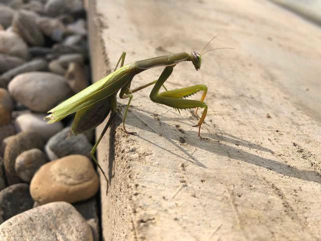 Auch sie genießt die sommerlichen Herbsttage in der Südsteiermark: die Europäische Gottesanbeterin (Mantis religiosa).
