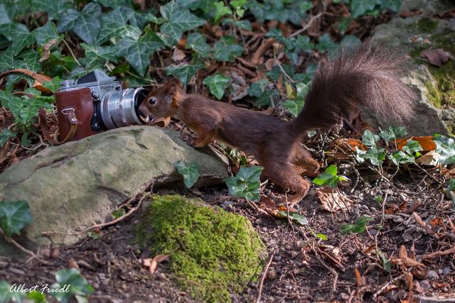 Top Model in Wien Schönbrunn vor meiner Kamera