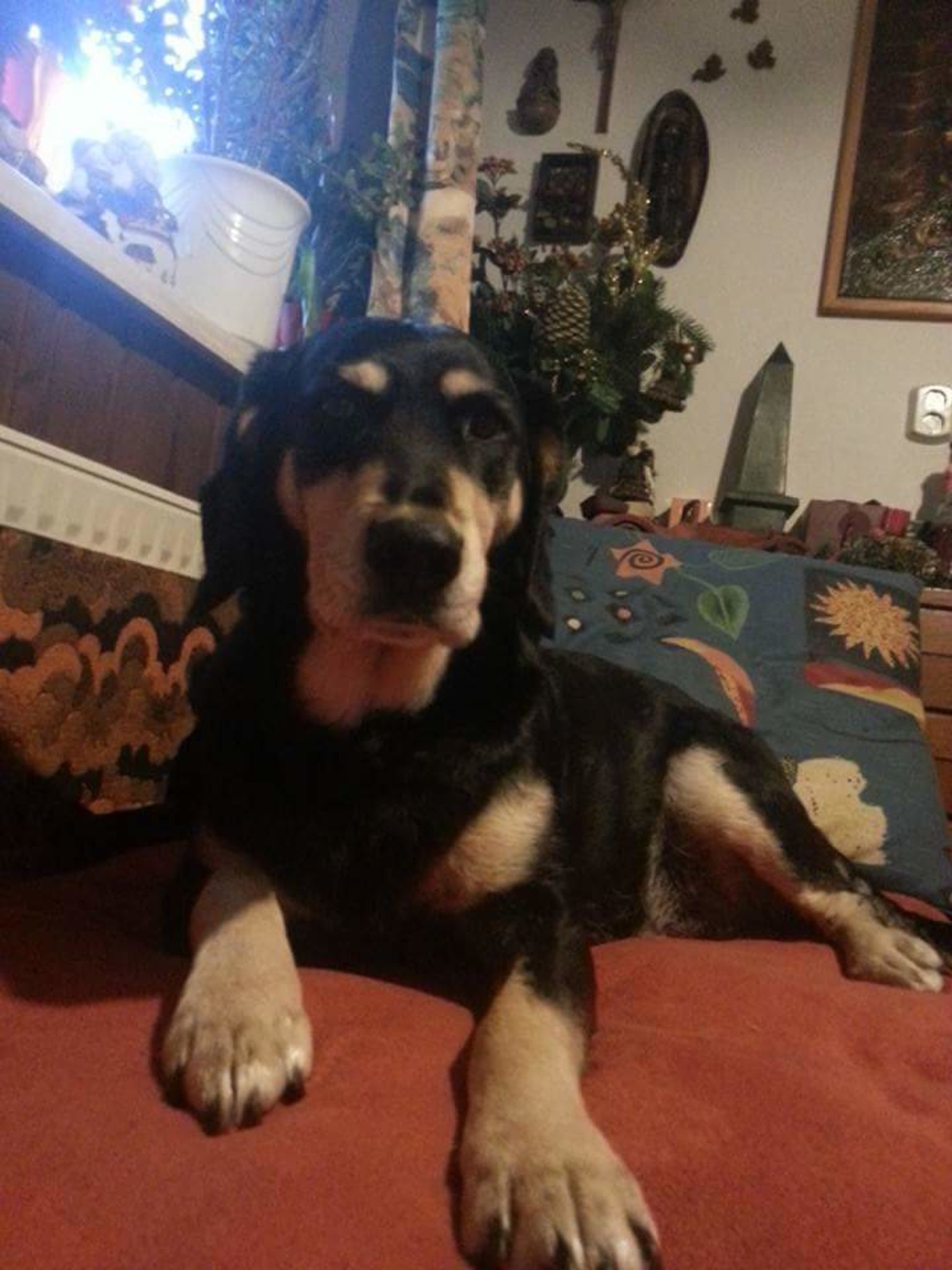 wie heißt ein weiblicher hund