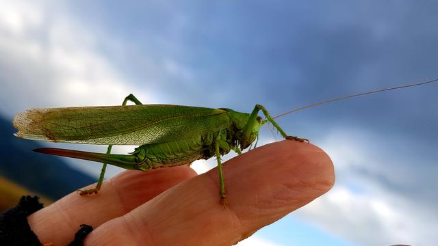 Einen letzten Gruß vom Sommer brachte mir das große grüne Heupferd, bei einer Radfahrpause in St. Georgen im Lavanttal.  | Foto: Johannes Kreuzer 