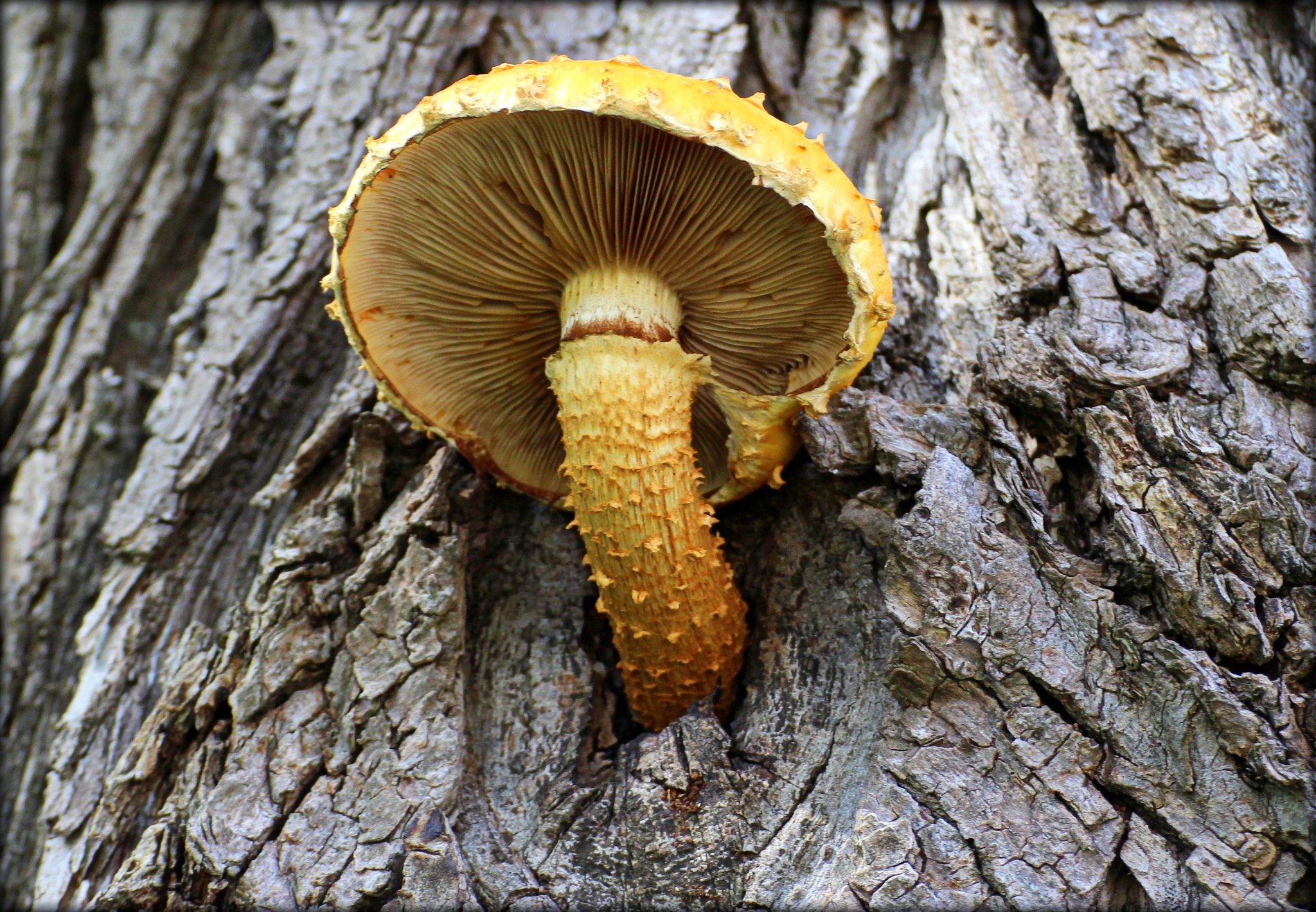 den Sonnenschirm aufgespannt