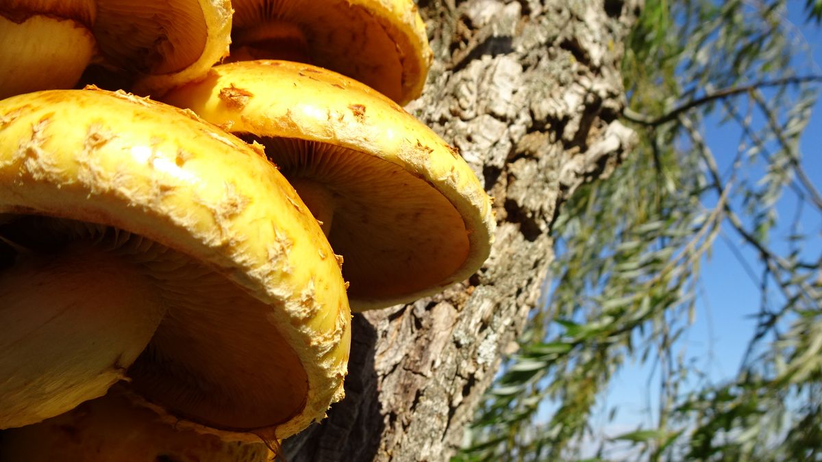 Ratequiz Was Sind Das Fur Pilze Und Wo Wachsen Sie