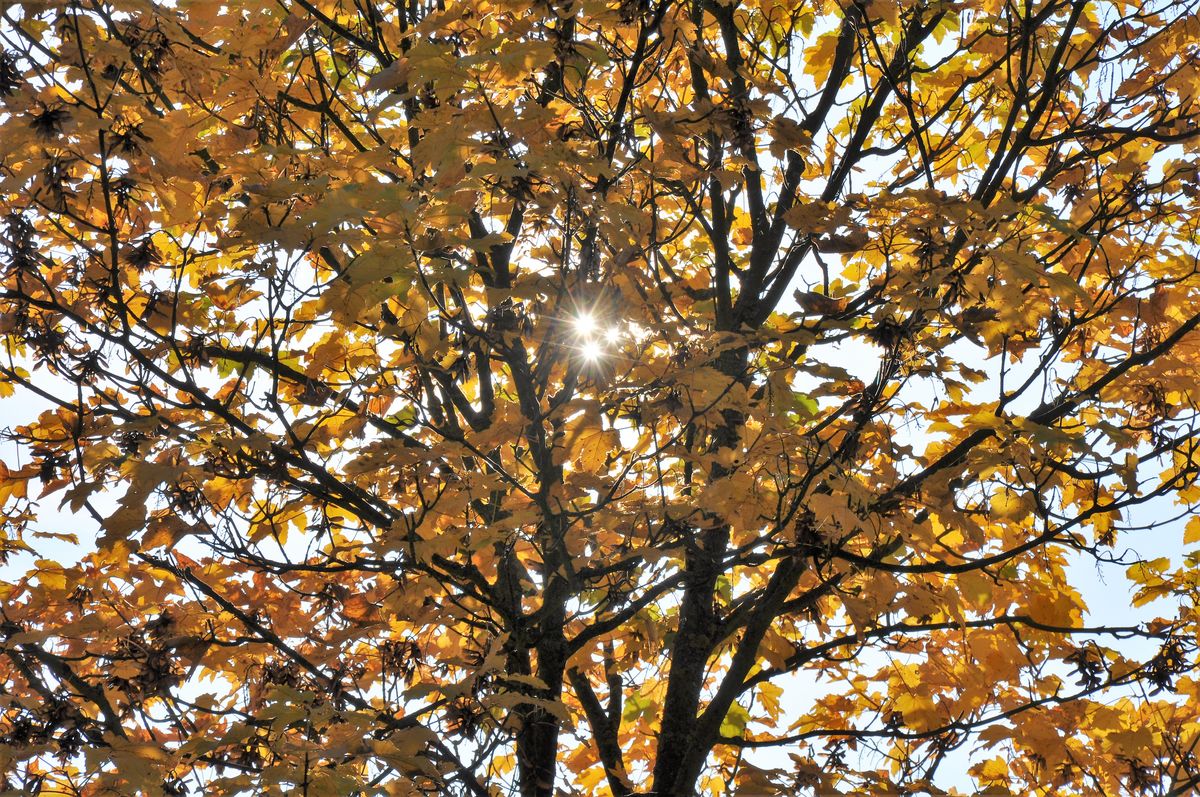 Es Gibt Nur Eine Sonne Oder Doch Drei
