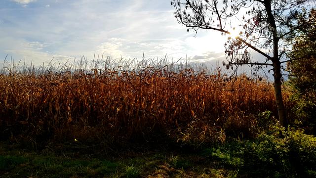 Die untergehende Sonne lässt die reifen Maispflanzen in einem goldenen Glanz erstrahlen.  | Foto: Johannes Kreuzer 