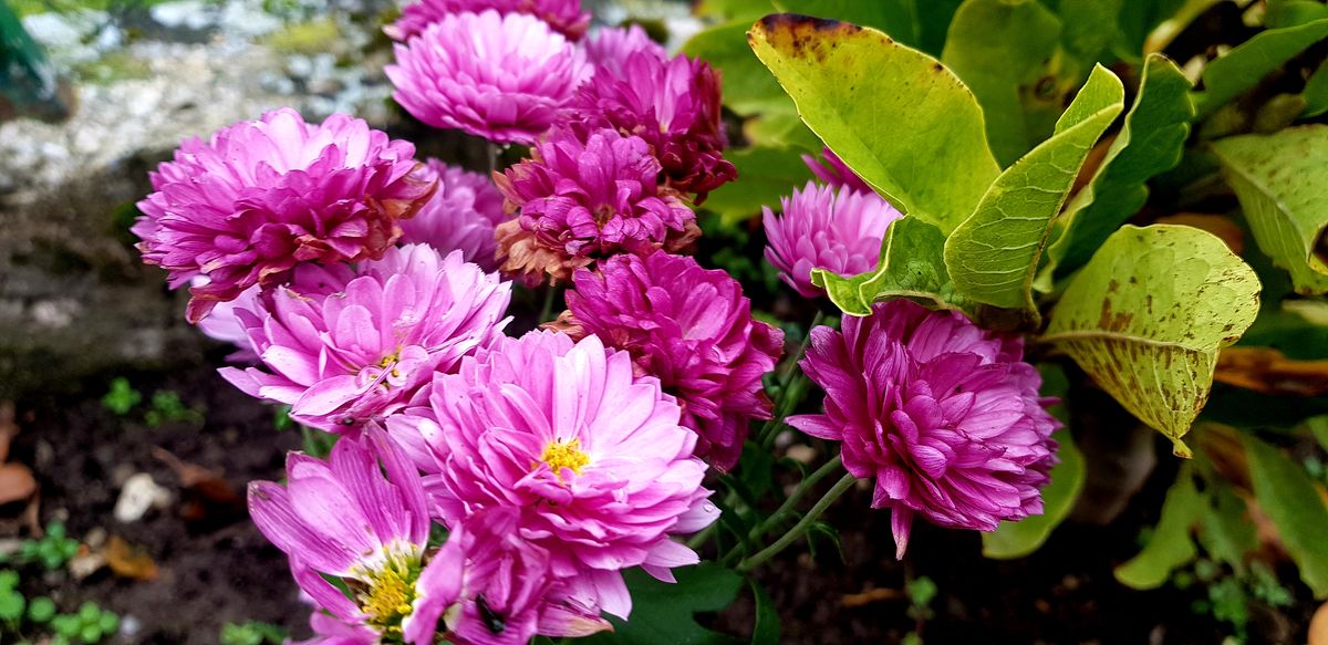 Blumen Bluhen
