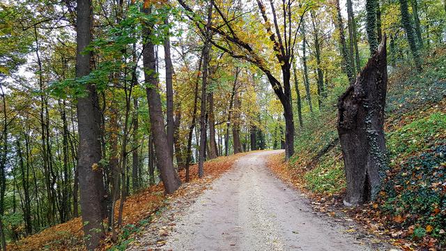 Der Weg zum Schloss Wolfsberg ist derzeit wie ein Spaziergang in den Herbst. | Foto: Johannes Kreuzer 