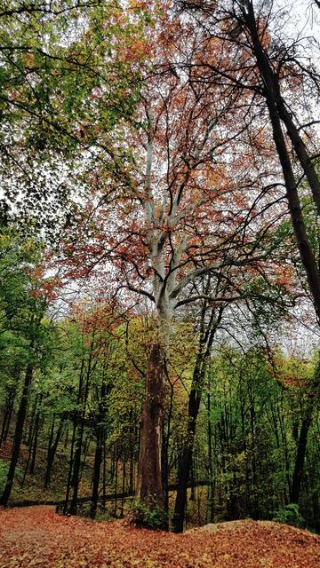 Der Herbst setzt mit seinen Farben  die Baumriesen noch besser in Szene. | Foto: Johannes Kreuzer 
