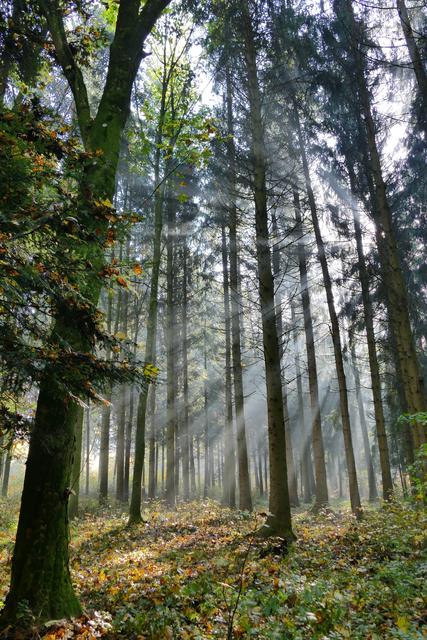 Das Licht im Hochwald | Foto: Schrödl Gerhard