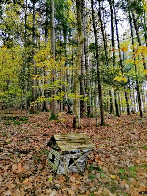 Schau in den Wald und entdecke was die Natur uns schenkt