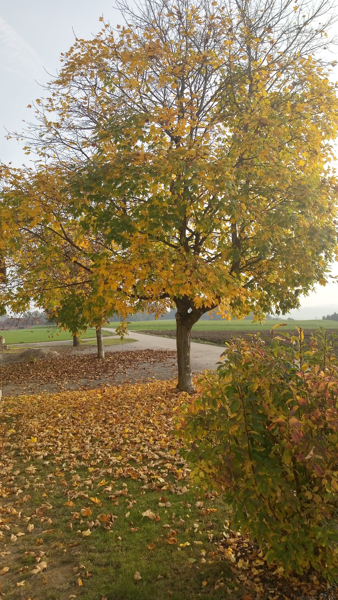 Die letzten Blätter fallen vom Baum