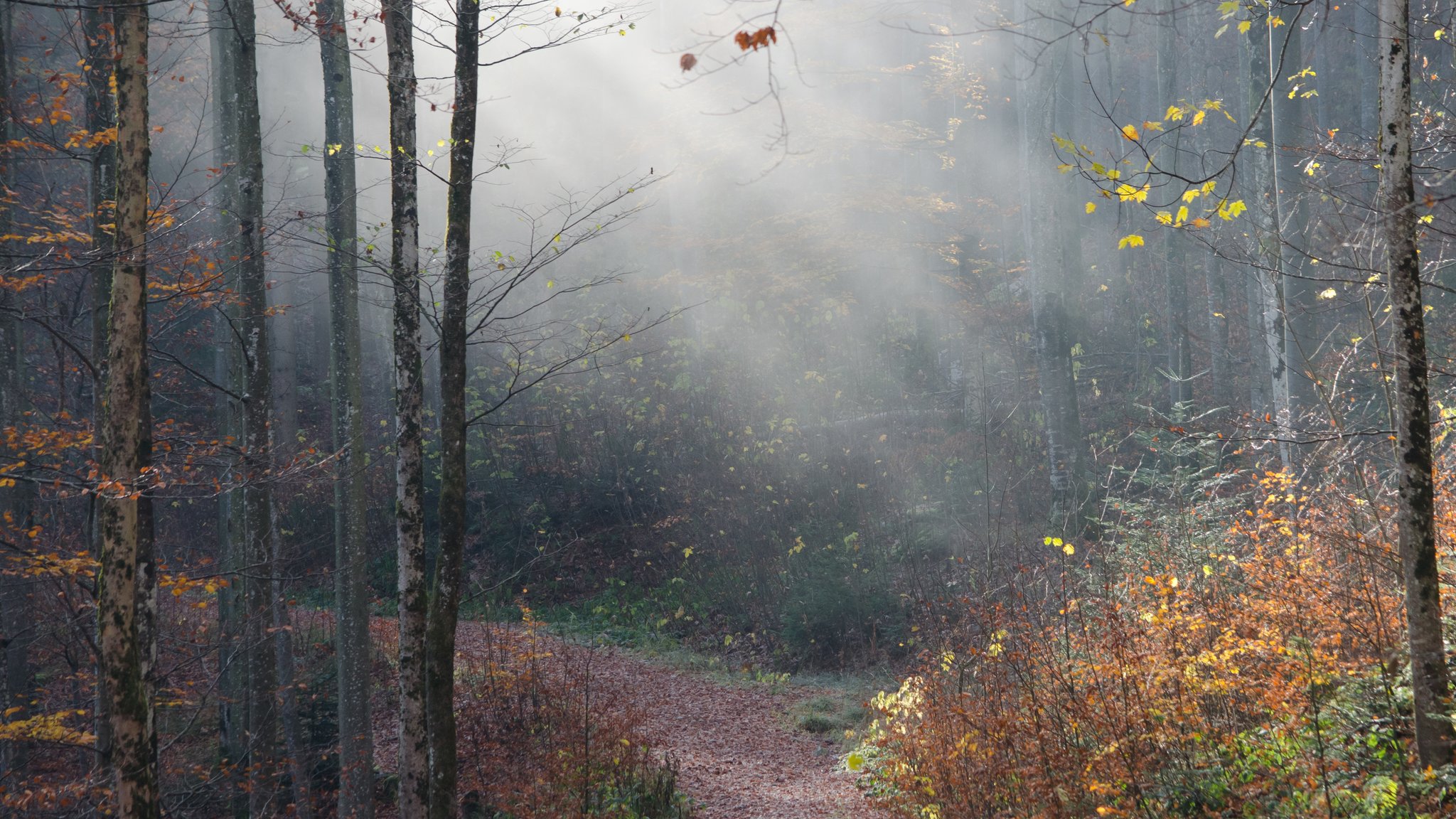 Seltsam Im Nebel Zu Wandern www.meinbezirk.at