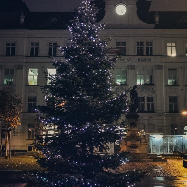 Der Weihnachtsbaum vor dem Josefstädter Amtshaus in der Abenddämmerung.  | Foto: Lreis