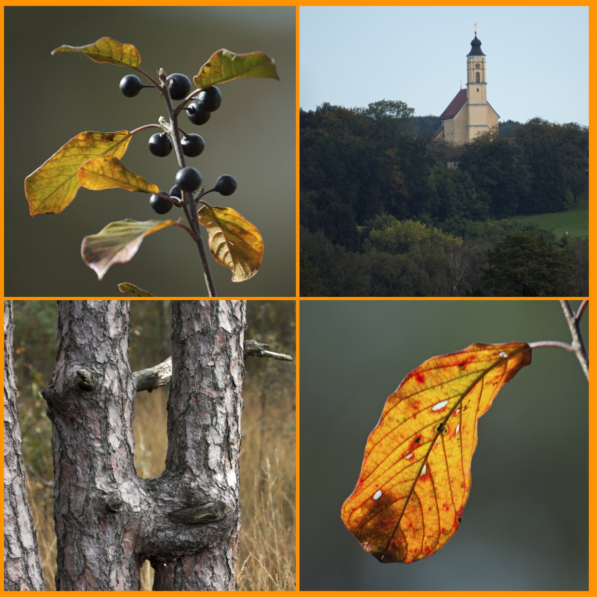 Impressionen vom Ibmer Moor