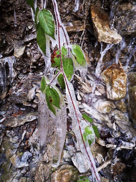 Frost