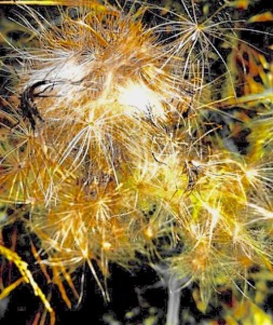 Silvesterblumen