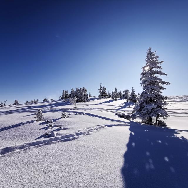 Winterwonderland Schatzberg Wildschönau | Foto: T.L.