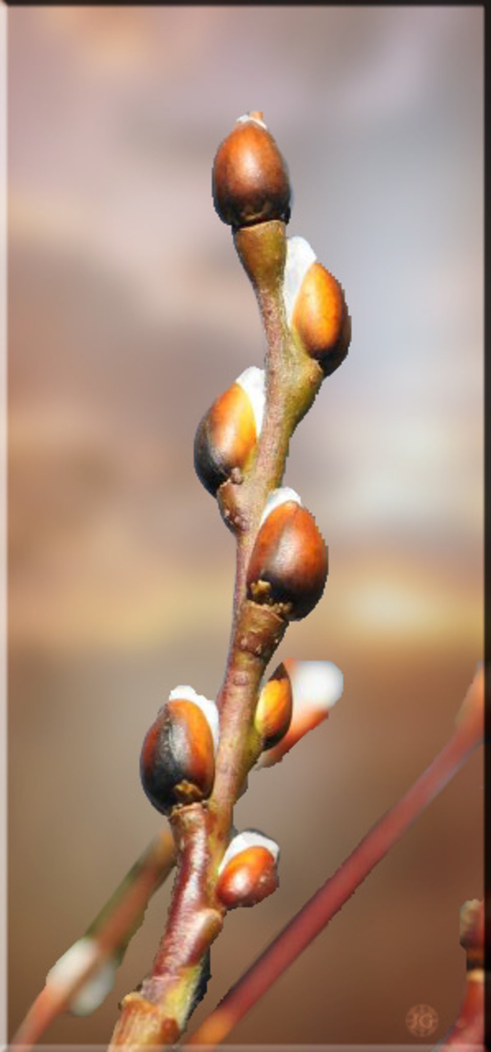Palmkatzchen Februar 2020