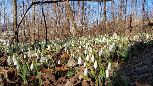 Die frühlingshaften Temperaturen der letzten Tage haben ein richtigen Teppich aus Schneeglöckchen sprießen lassen.  | Foto: Johannes Kreuzer 