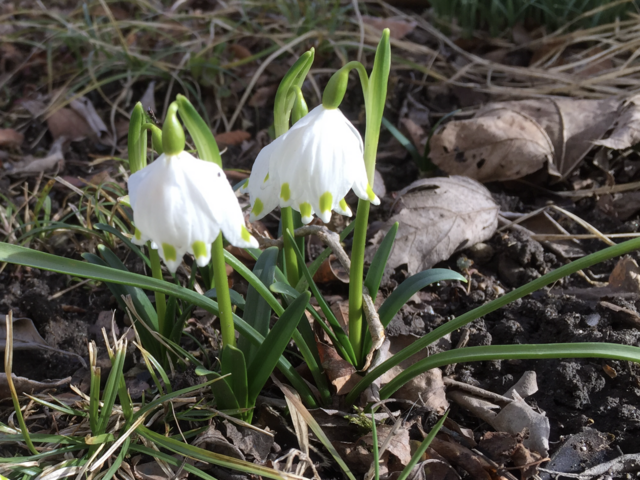 Die ersten Frühlingsboten