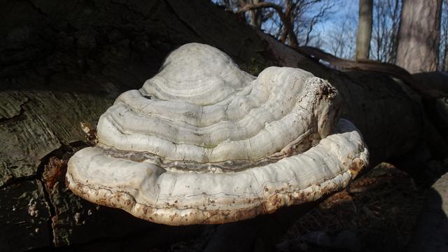 Echter Zunderschwamm: Der konsolenartige Fruchtkörper kann bis zu 50 Zentimeter groß und bis zu 15 Jahre alt werden. Die Hüte junger Zunderschwämme sind ledrig; dagegen sind ältere Exemplare, die nur noch wenig Nahrung am Wirtsbaum finden, fast so hart wie Holz. 
 | Foto: © Silvia Plischek