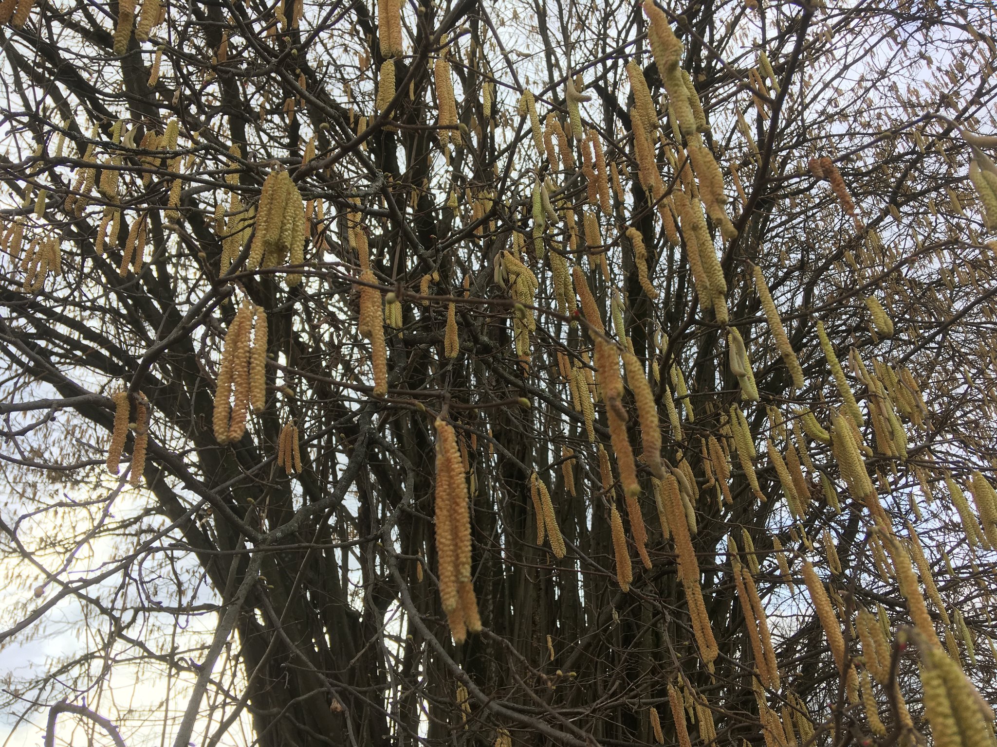 Die Gemeine Hasel, auch Haselstrauch oder Haselnussstrauch genannt, ist ...