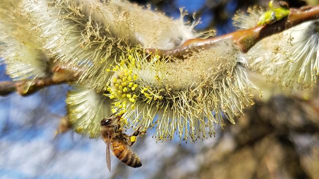Zum Frühstücksbuffet an der blühenden Weide fanden sich am Sonntagvormittag zahlreiche hungrige Bienen ein.  | Foto: Johannes Kreuzer 