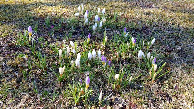 Bunt gemischte Krokusse begrüßen in Hattendorf bei Wolfsberg den Frühling.  | Foto: Johannes Kreuzer 