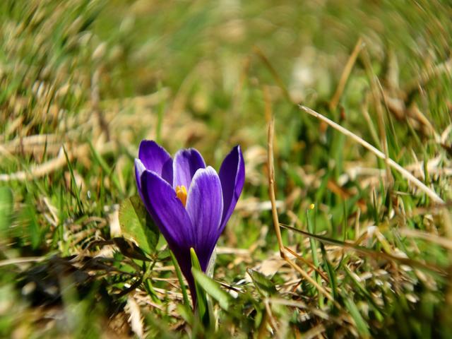 Krokusblüte