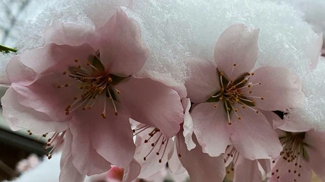 Mandelblüte