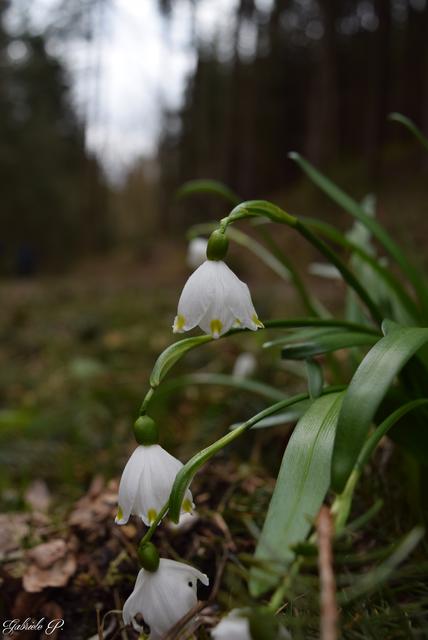 Ein paar einzelne Stöcke hab ich noch gefunden bei meinem Spaziergang die noch schöne Blüten haben
