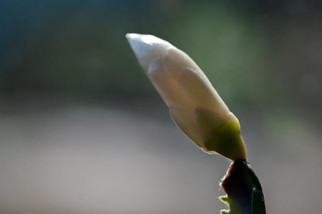 Knospe von unseren Oster- Kaktus # 2179