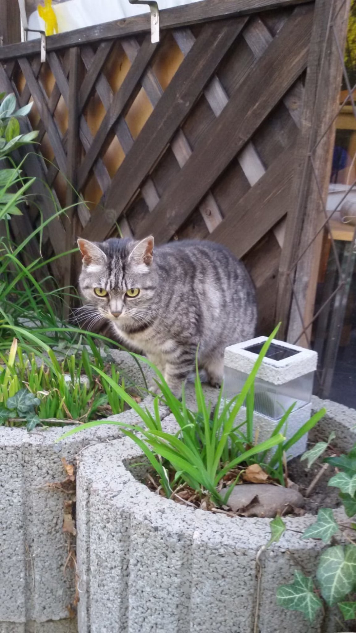 Get Katze sitzt HD