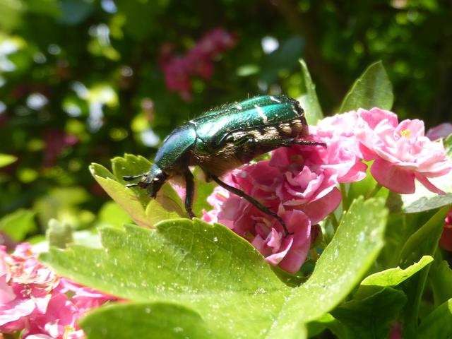 Metallisch grün glänzende Rosenkäfer sind wieder da. Sie gehören zu den wenigen Insekten, die dank garteln und kompostieren sich gut vermehren können und uns erfreuen!