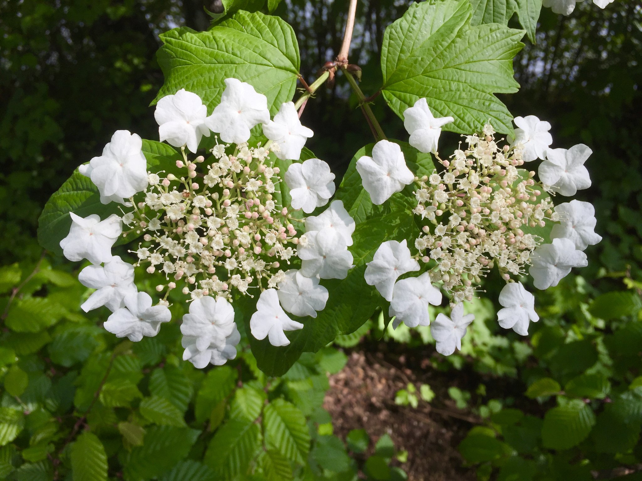 Gewöhnlicher Schneeball (Viburnum opulus)
