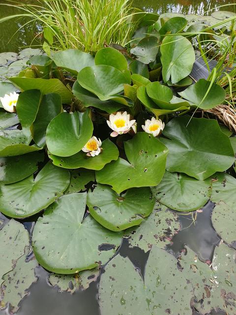 Seerosen im Teich