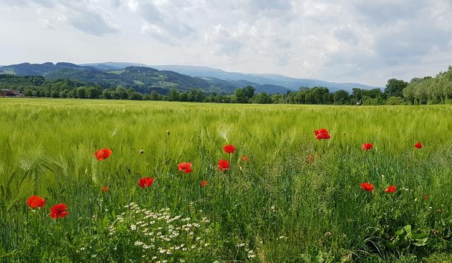 Wie ein Gemälde von Claude Monet präsentiert sich dieses Feld,  bei Mettersdorf im Lavanttal, dem Auge des Betrachters.  | Foto: Johannes Kreuzer 