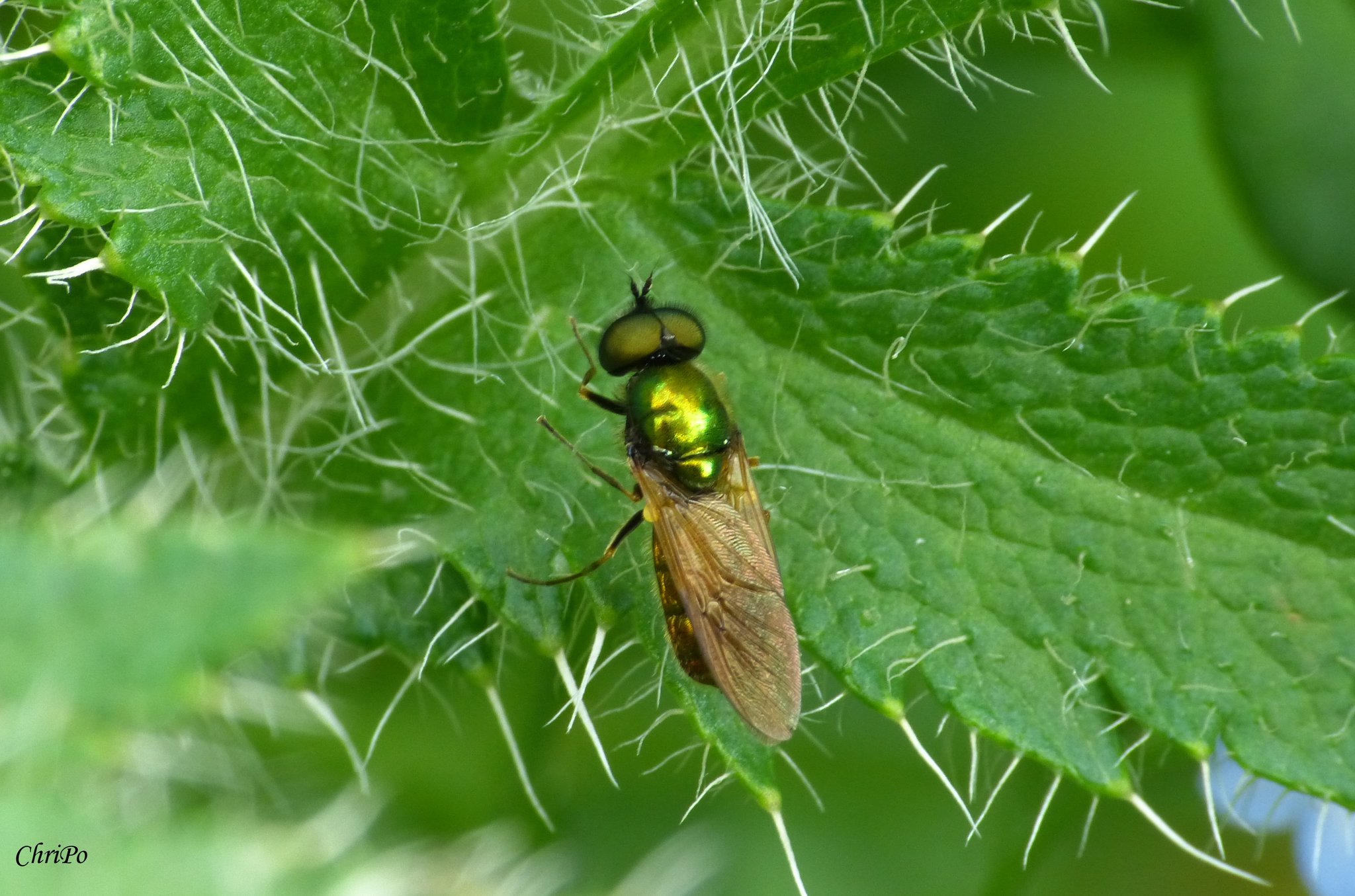 Chloromyia formosa