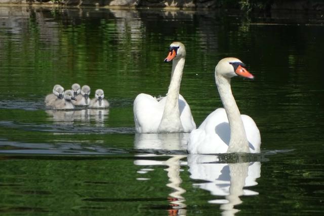 Die Mama wagt schon ausgedehntere Ausflüge im und um den Ritzensee