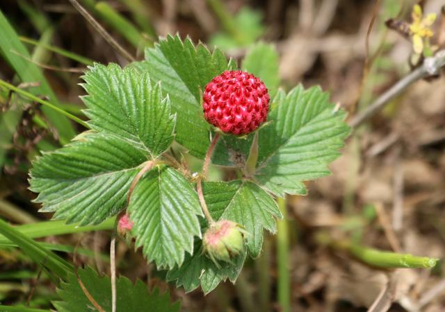 Wo es noch richtige Wiesen gibt findet man auch die Walderdbeeren. Schätze so an die Hunderttausend werden es sein. So groß wie ein Fussballplatz das Areal und nicht einsehbar sind die Beeren für den Laien, so das Gras schon gut einen Meter hoch ist.  Kirschen leuchten auch schon herüber, und die Stare fliegen auf. 