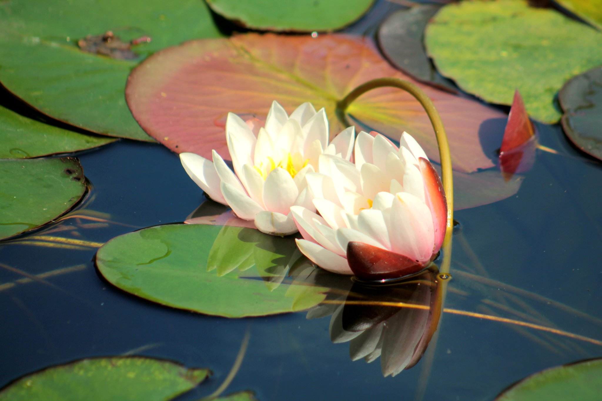 Glaube Dass Alles In Der Natur Beseelt Ist